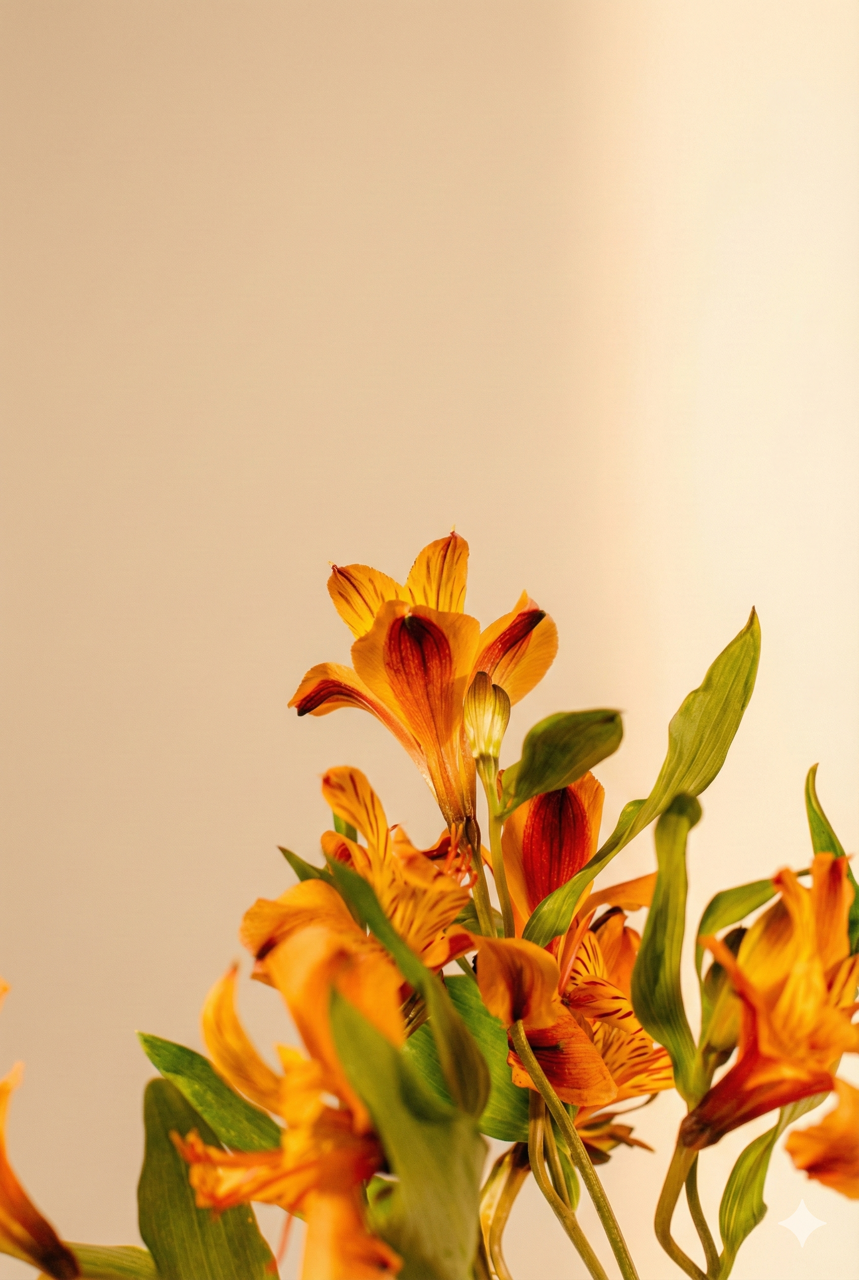 편안한 몸과 마음을 위한 향기